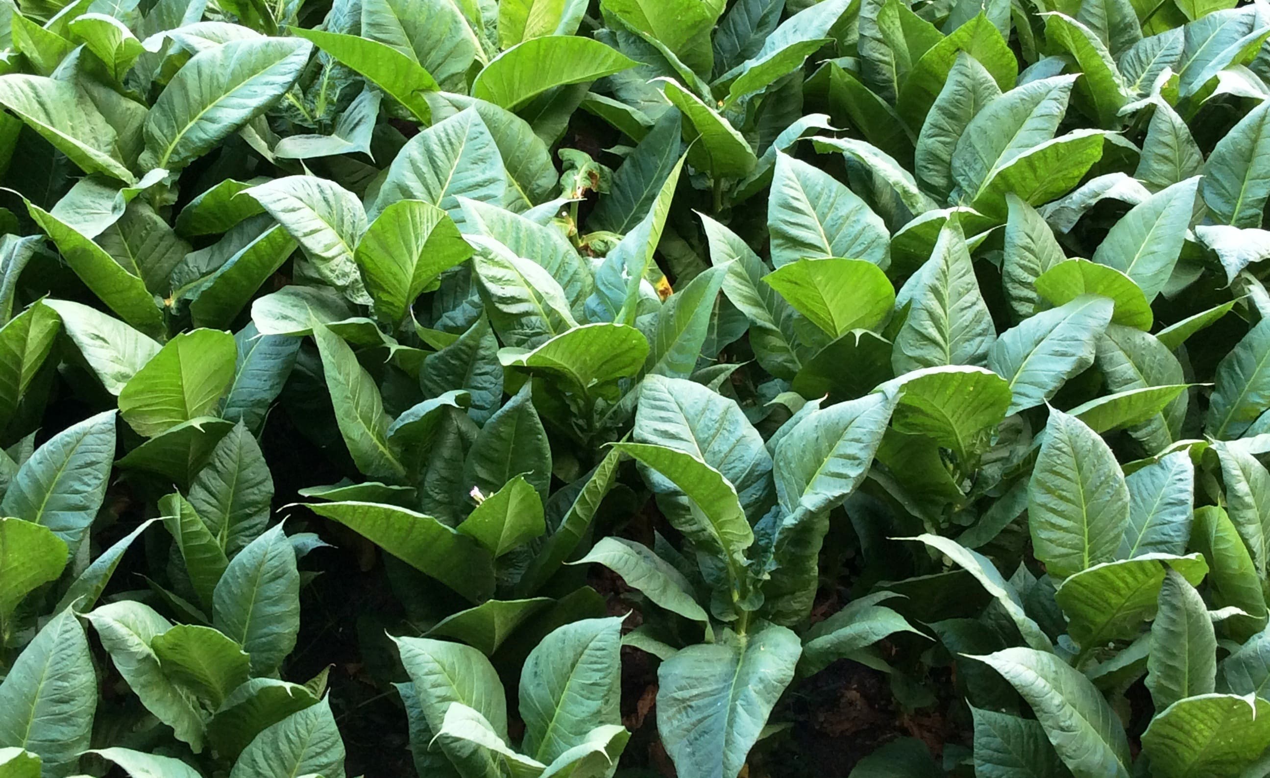 original_tabaco